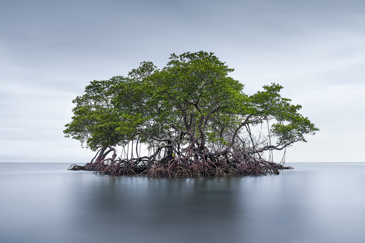 Small mangrove islet off the coast of Sipalay, Negros
