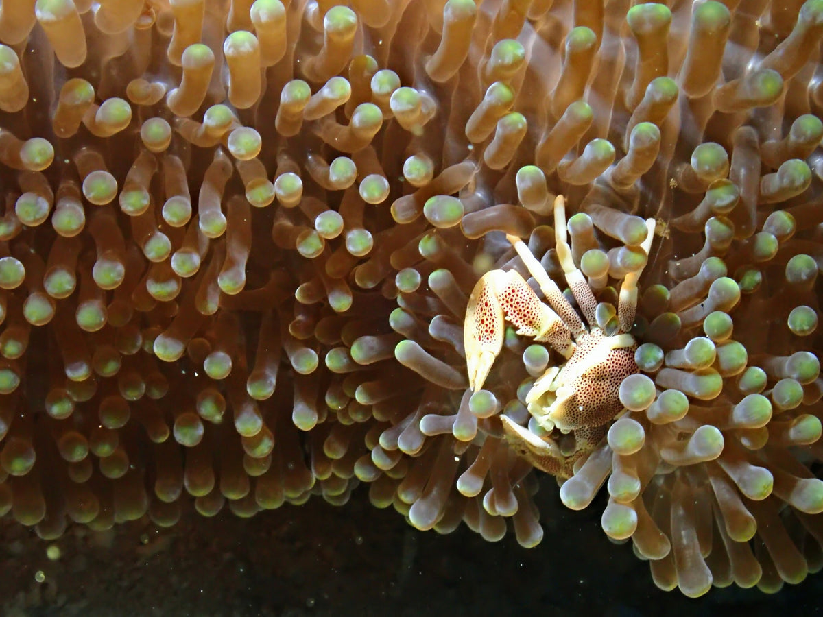 Porcelain crab among anemone tentacles at Coral Garden, Siquijor, Philippines