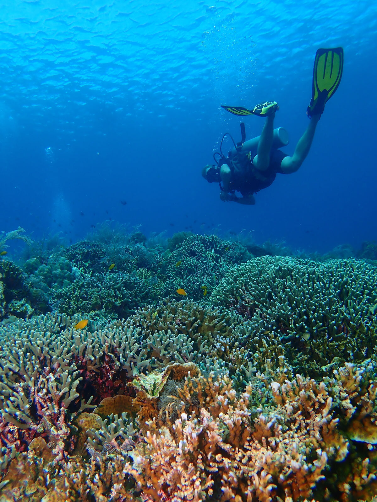 Scuba diver above branching corals on a reef off Siquijor, Philippines
