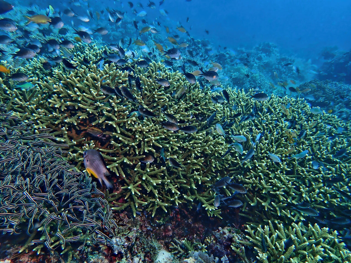 Coral reef and schooling fish in Maite Marine Sanctuary, Siquijor, Philippines