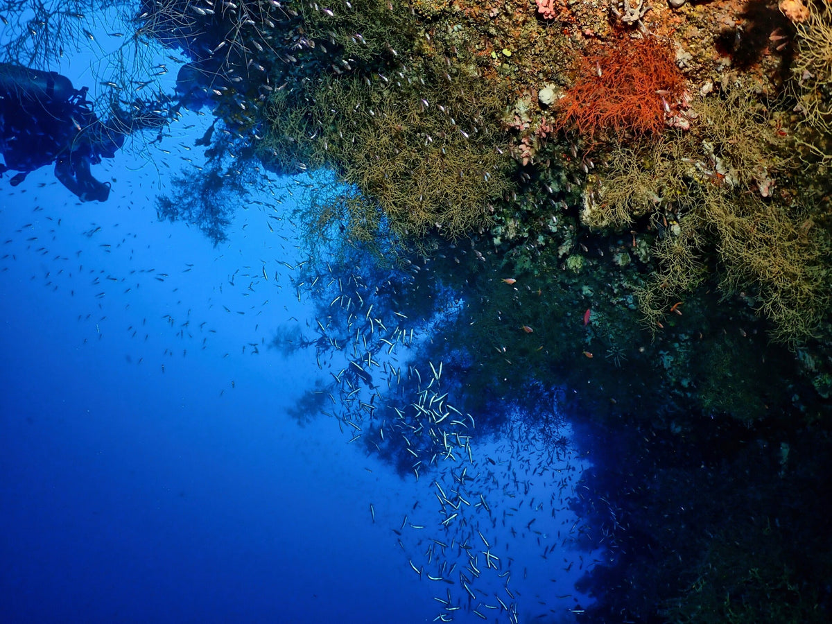 View towards blue water from a coral-covered cave opening at Paliton Wall, Siquijor