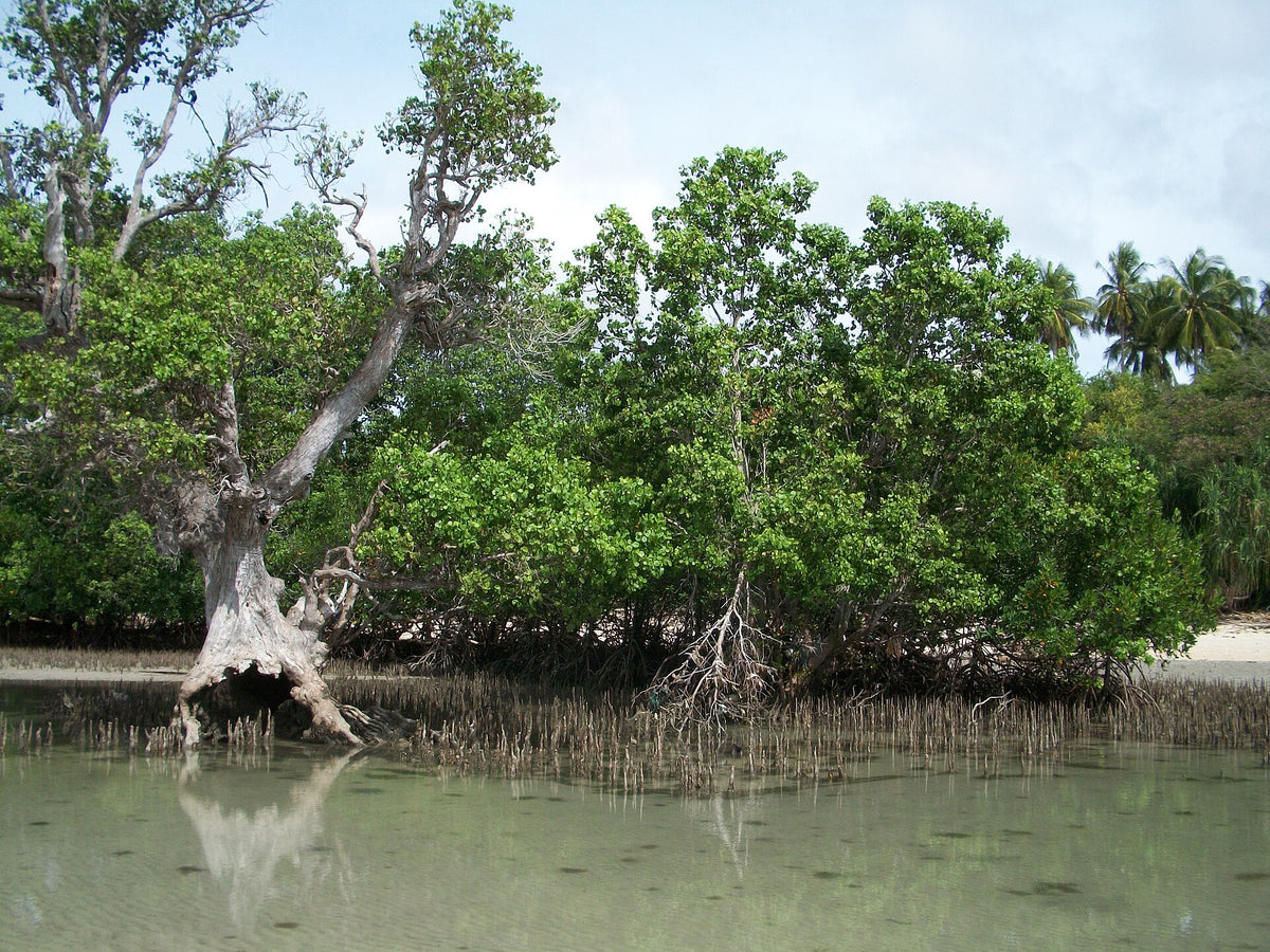Mangroves along Sandugan Beach on Siquijor