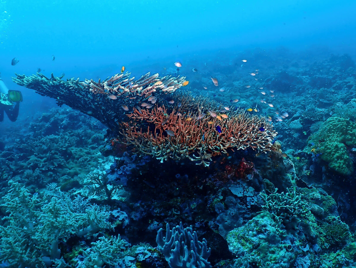 Table coral and reef fish in Tubod Marine Sanctuary, Siquijor, Philippines