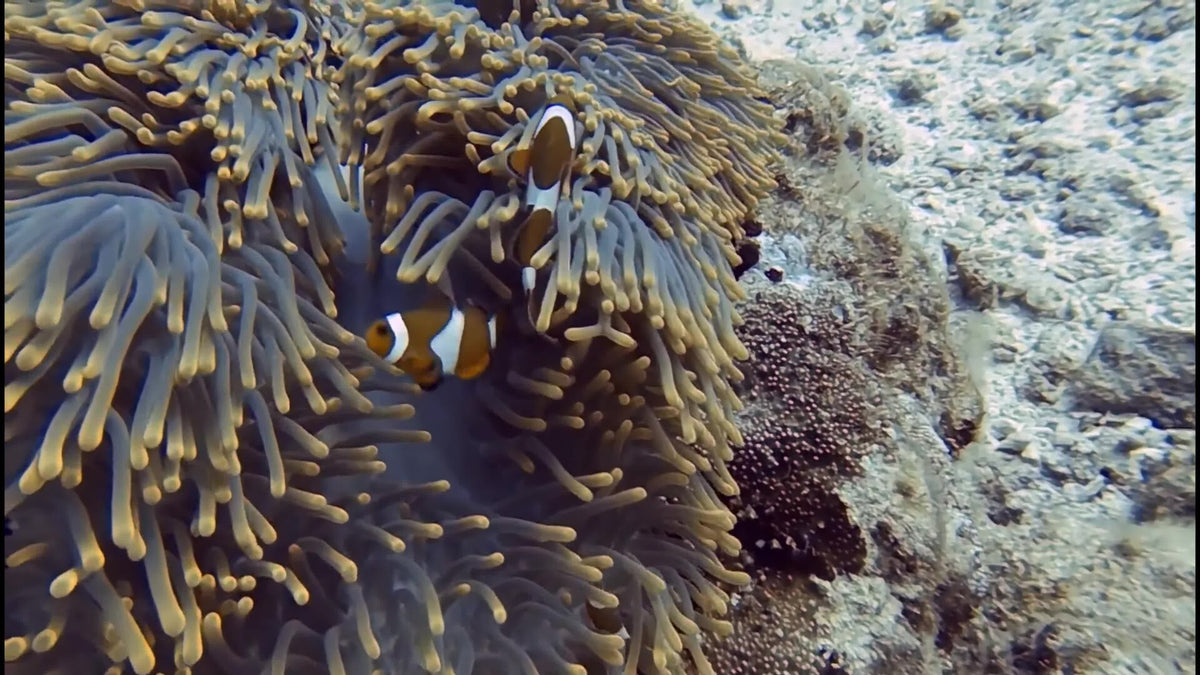 Clownfish sheltering in a sea anemone on a Tenggol reef