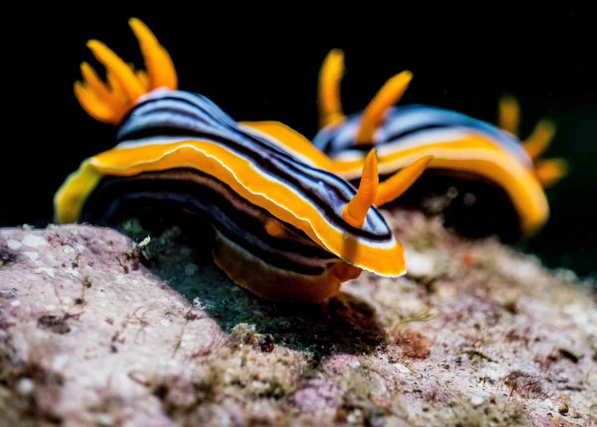 Two colourful nudibranchs on a reef at Tenggol Island, Malaysia