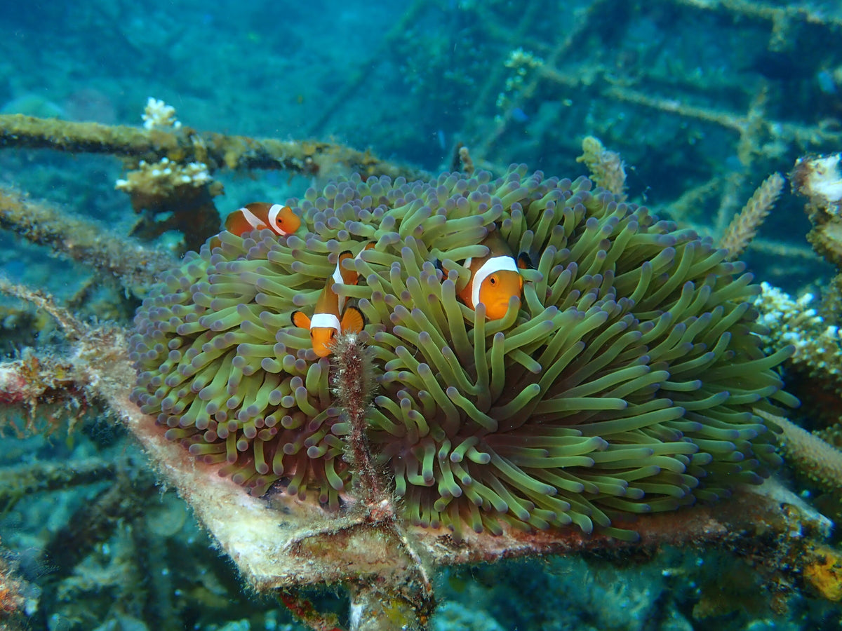 Clownfish among the tentacles of a sea anemone at Tioman Island, Malaysia