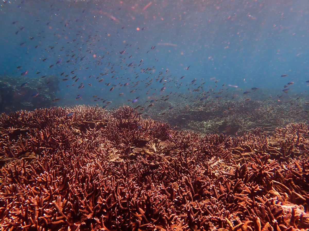 Branching corals and reef fish at Tokong Burung, Tioman Island, Malaysia