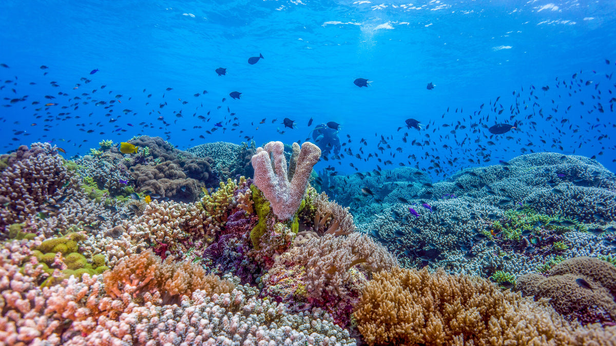 Colourful coral garden and reef fish at Tubbataha Reefs, Philippines
