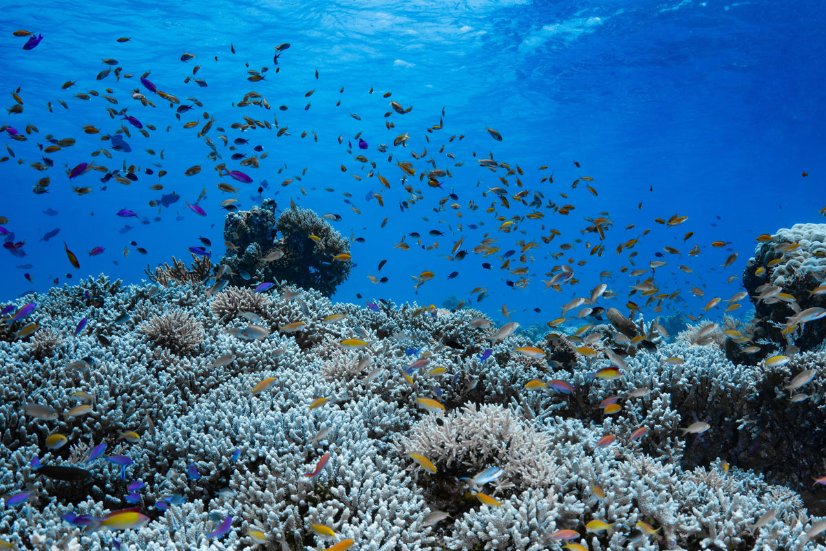 Schooling fish above a broad coral reef at Tubbataha, Philippines