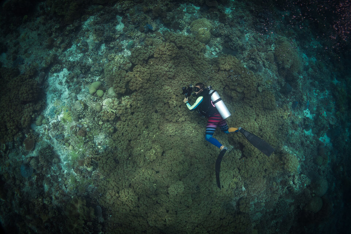 Diver surveying reef life in Tubbataha Reefs Natural Park