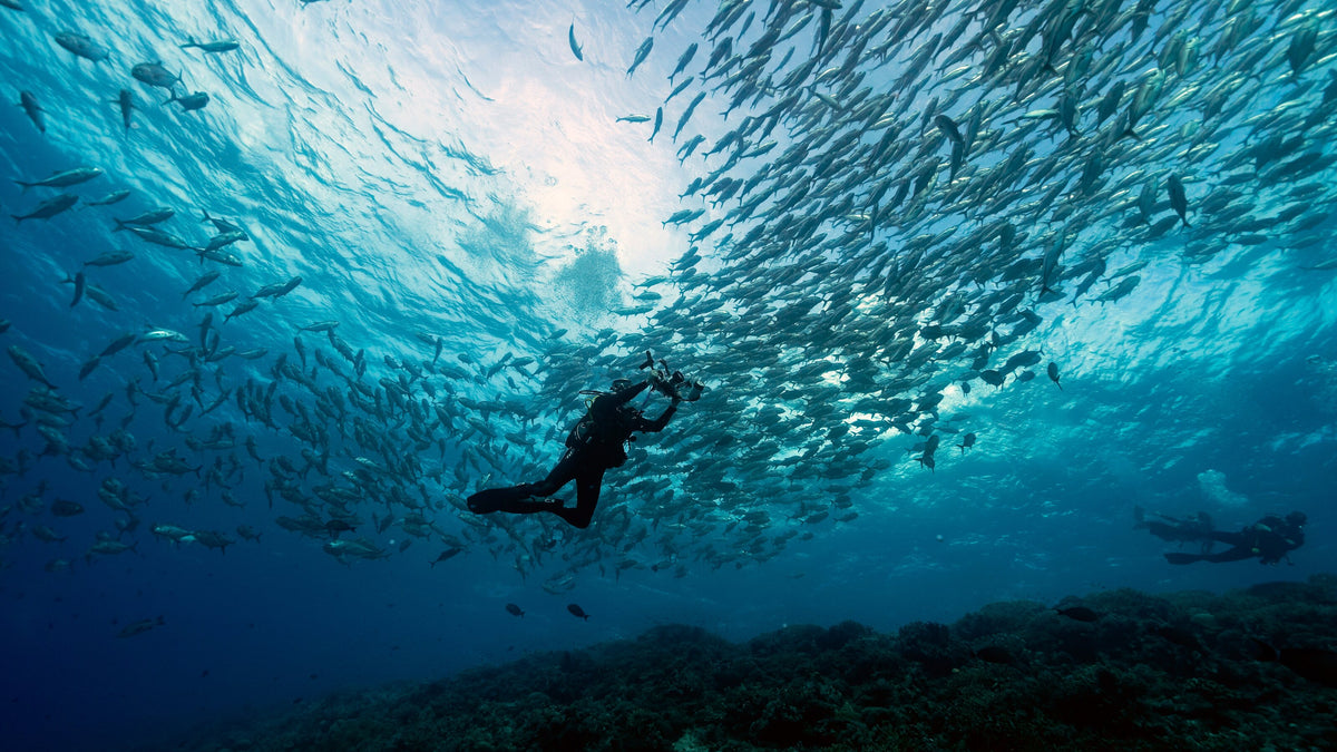 Scuba diver beneath a large school of bigeye trevally at Tubbataha Reefs, Philippines