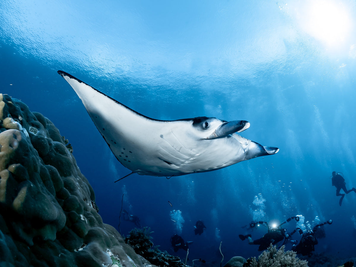 Manta ray swimming above a reef at Tubbataha, Philippines