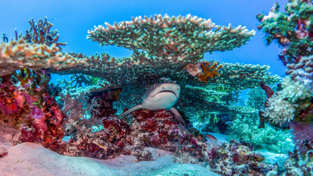 Reef shark resting beneath table coral at Tubbataha Reefs, Philippines