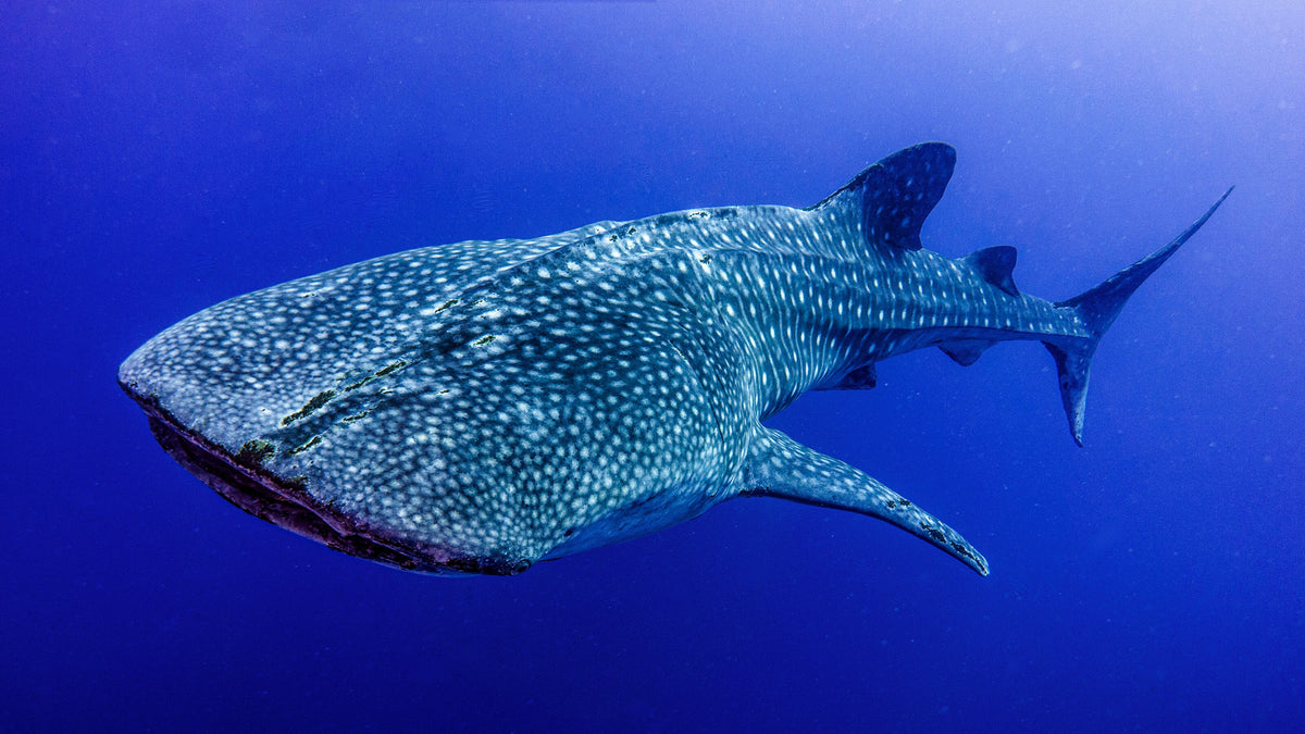 Whale shark swimming in blue water at Tubbataha Reefs, Philippines