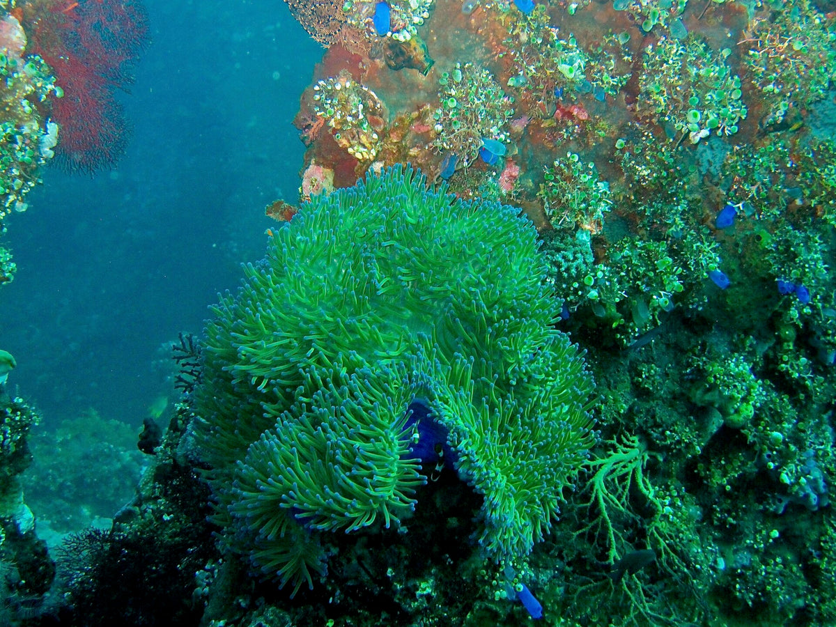 Sea anemone on a reef-covered part of the USAT Liberty wreck