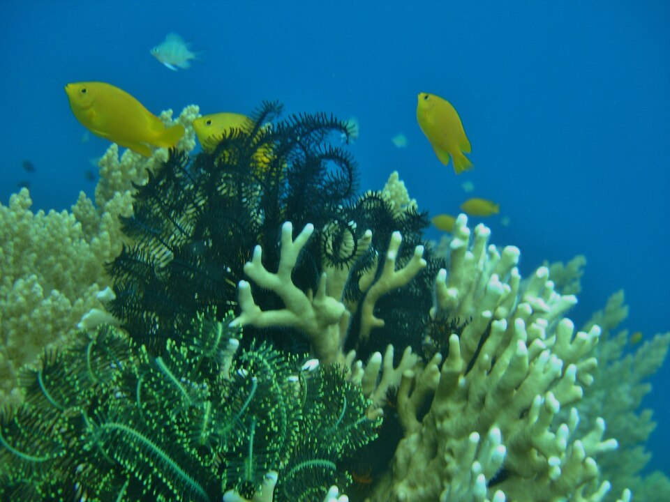 Yellow reef fish and branching corals at Balicasag Island, Bohol