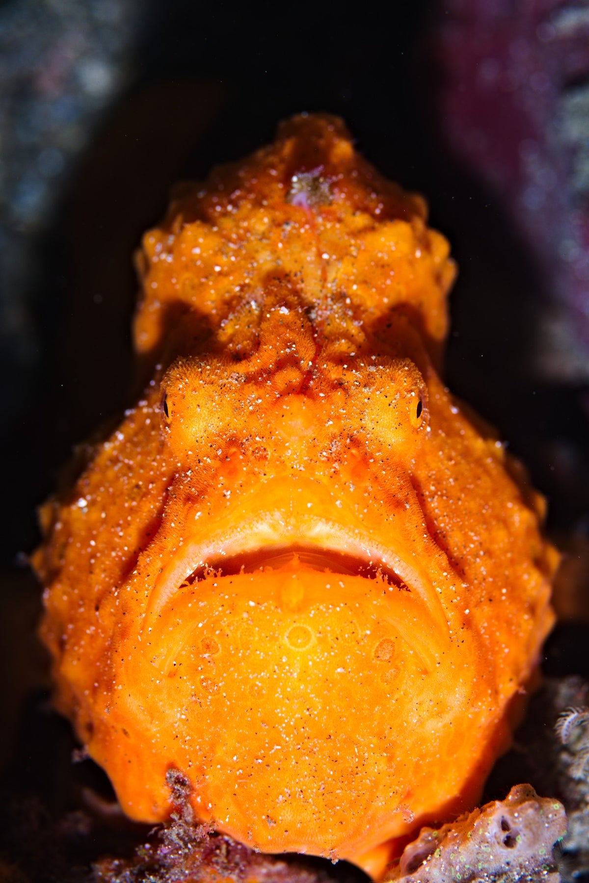 Lembeh Strait