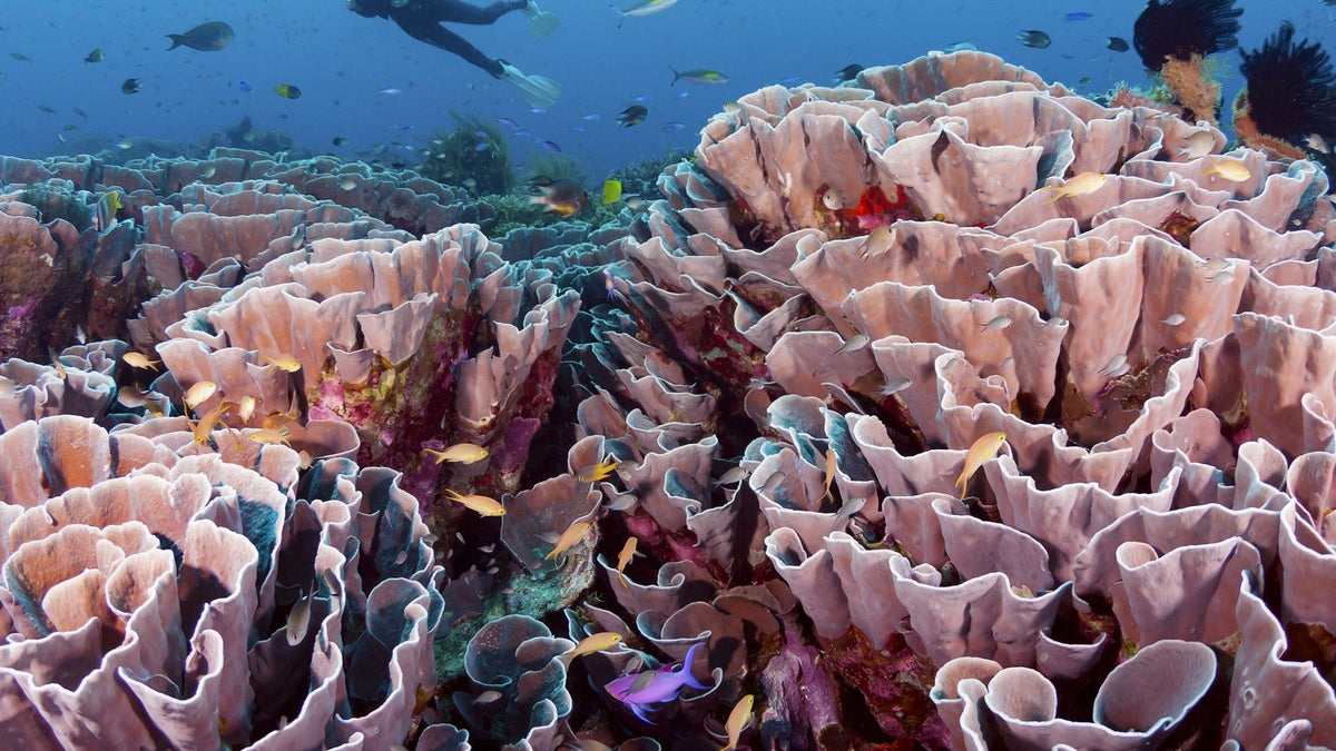 Wakatobi