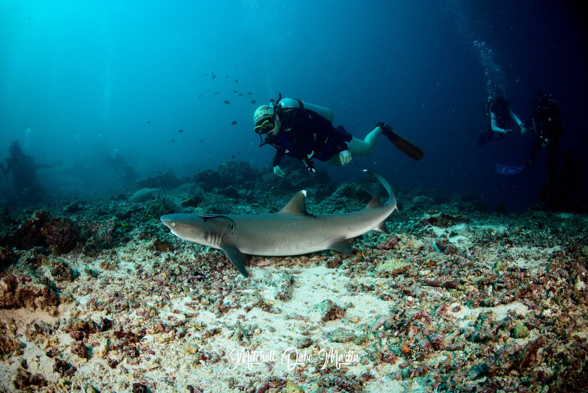 Sipadan, Mabul & Kapalai