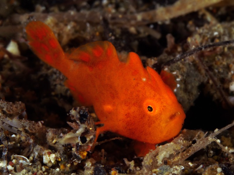 Orange frogfish resting on the seabed in Anilao