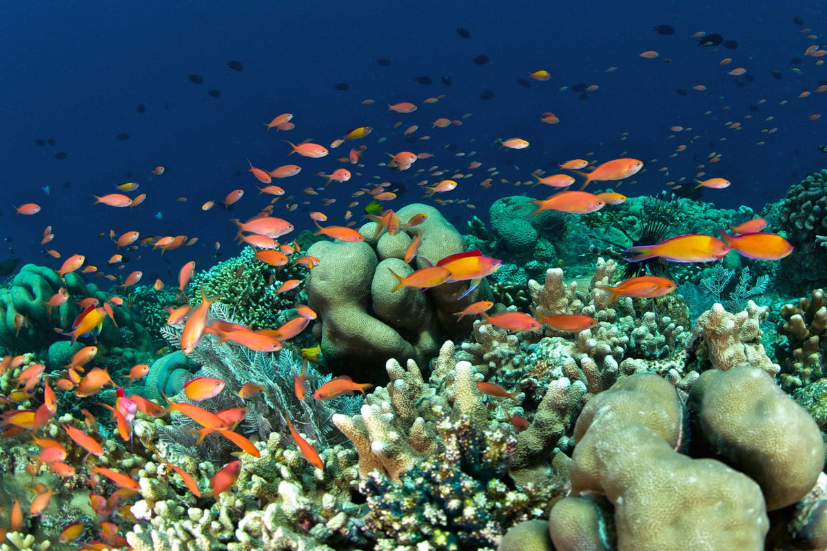 Bunaken & Manado