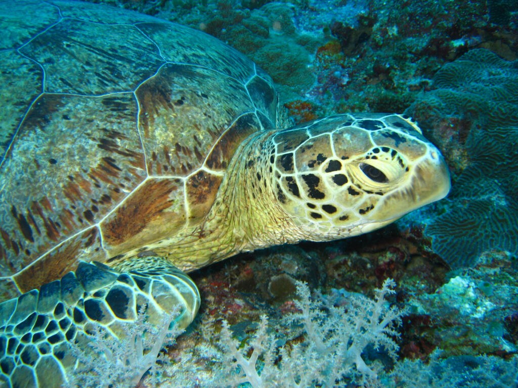Derawan, Maratua, Sangalaki & Kakaban