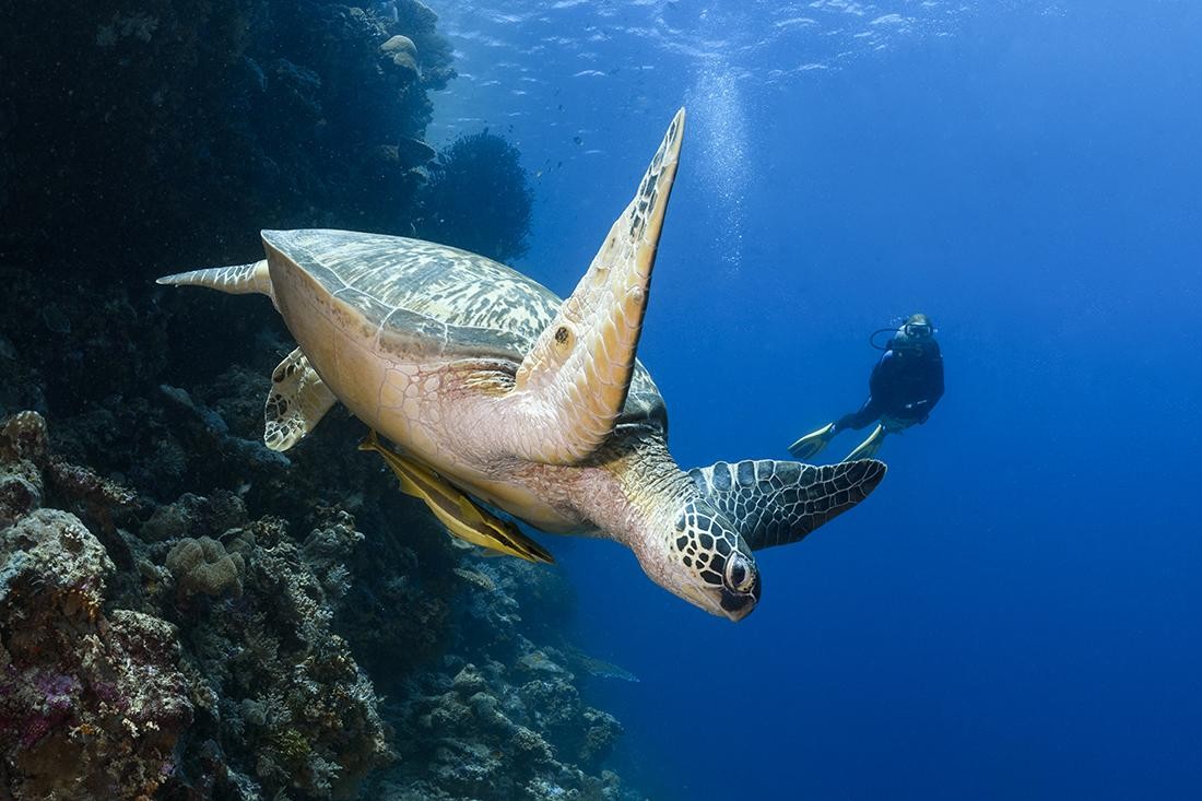 Wakatobi
