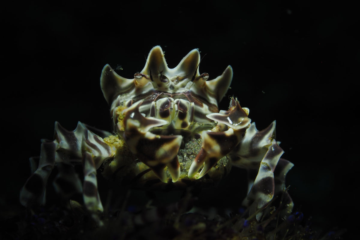 Close-up of a patterned cuttlefish photographed in Anilao