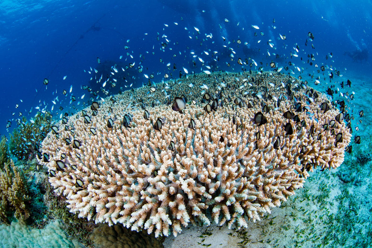 Bohol, Panglao & Balicasag