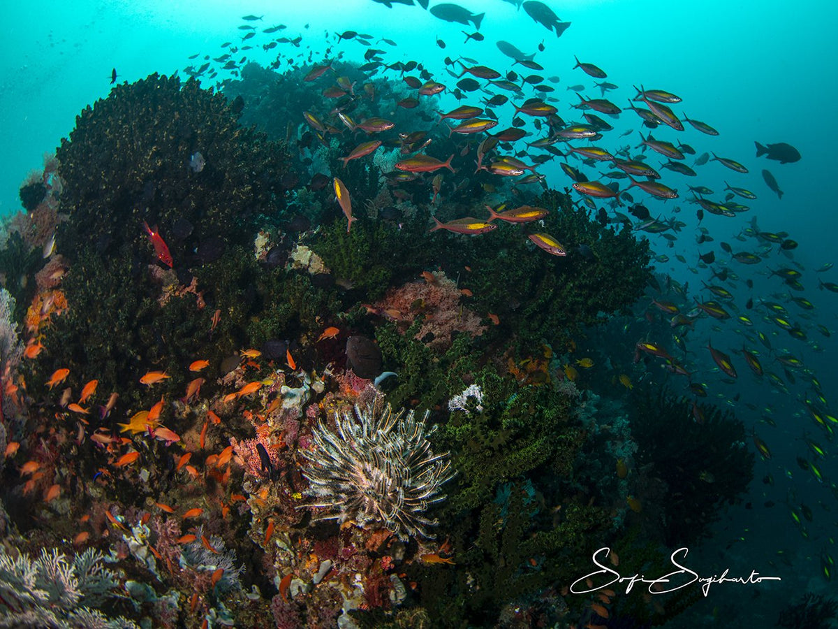 Luwuk & Banggai