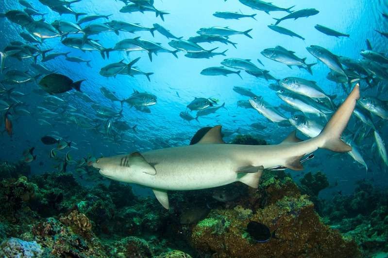 Komodo & Labuan Bajo