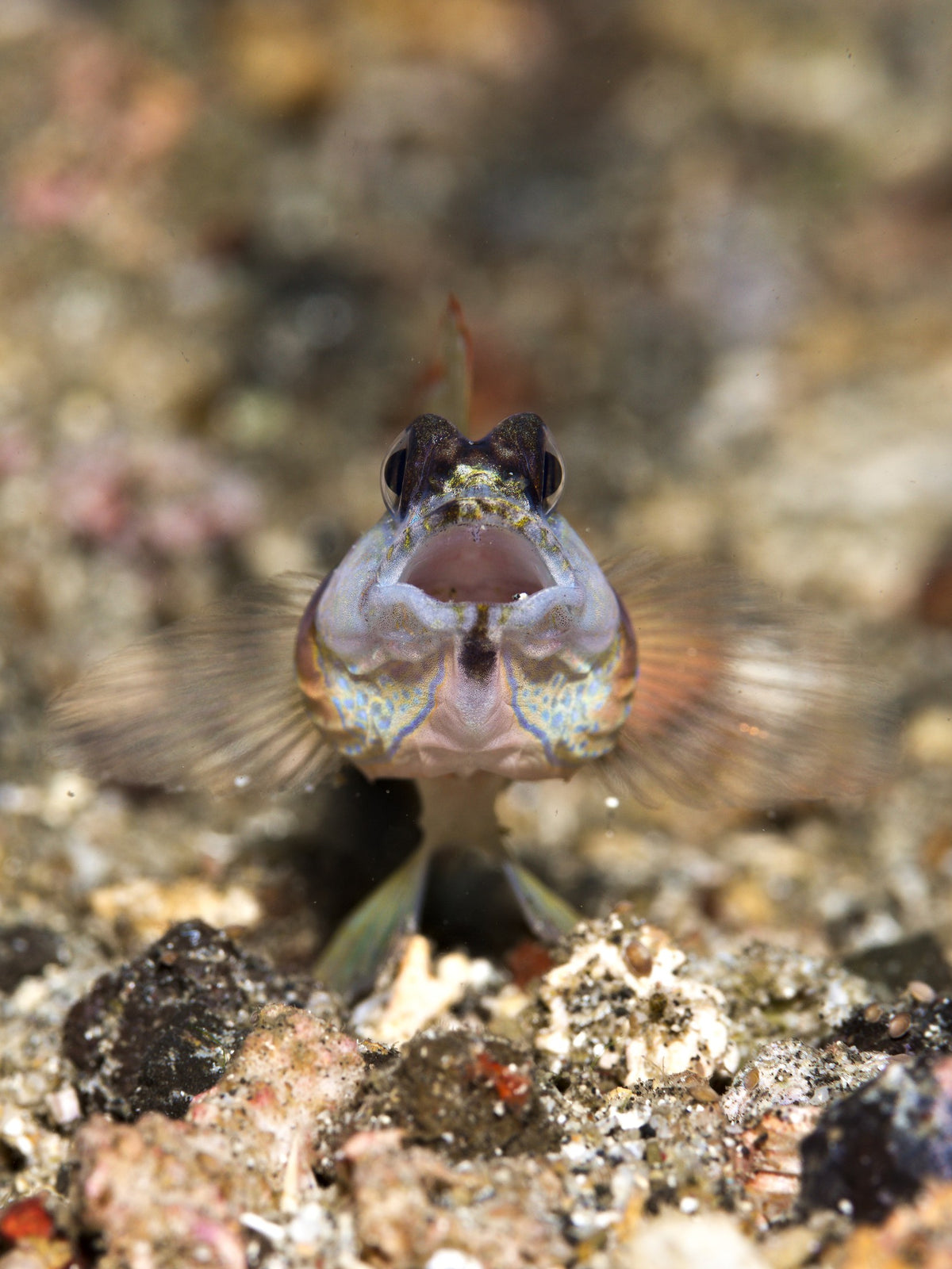 Lembeh Strait