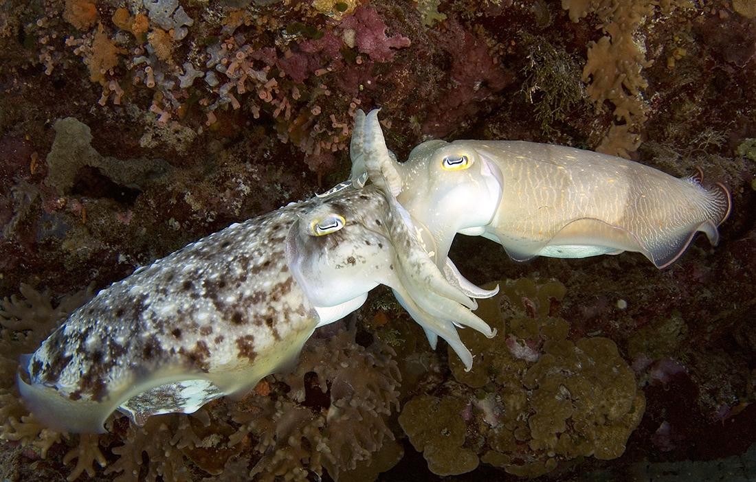 Wakatobi