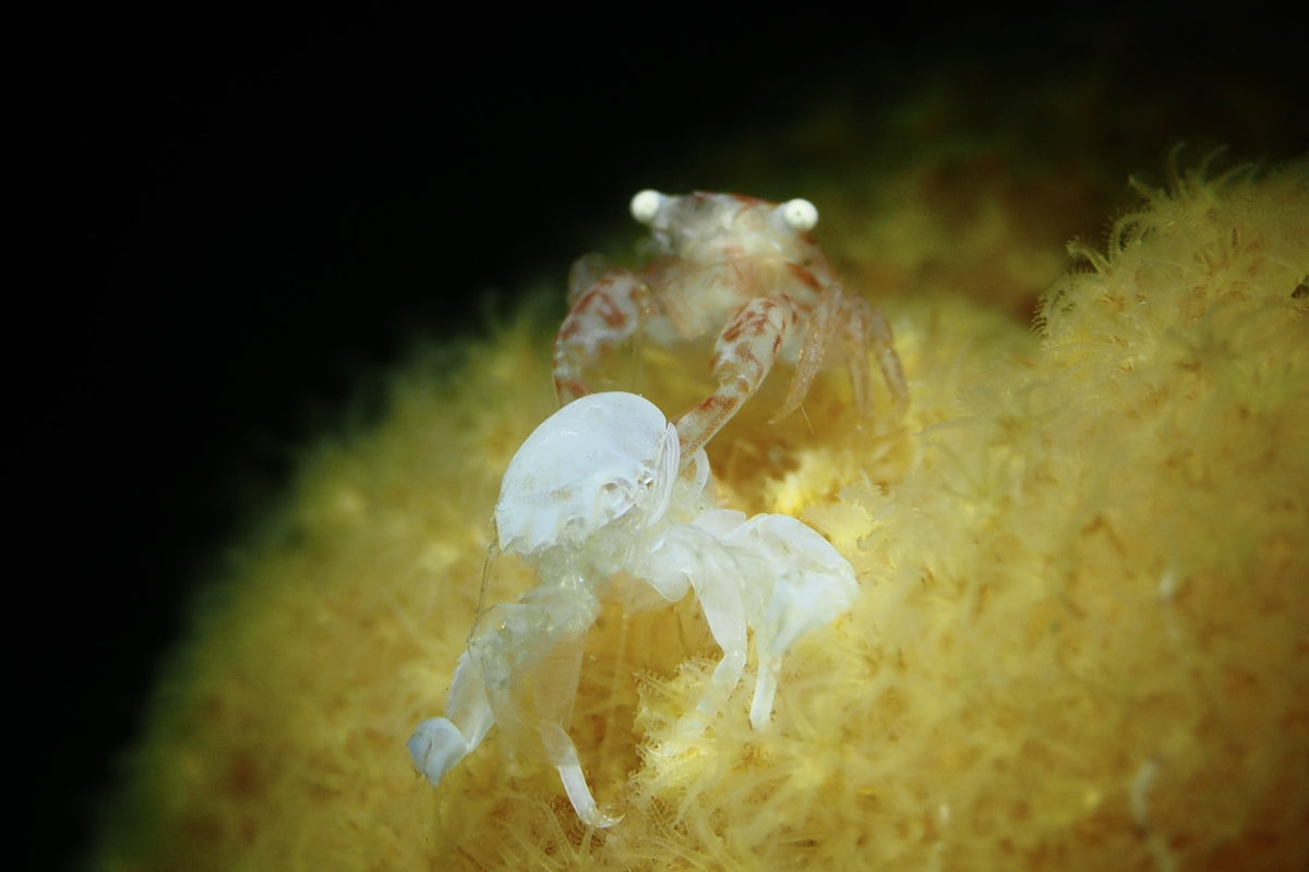 Small translucent crustacean among marine growth in Anilao