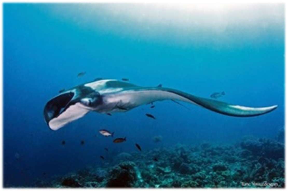 Raja Ampat