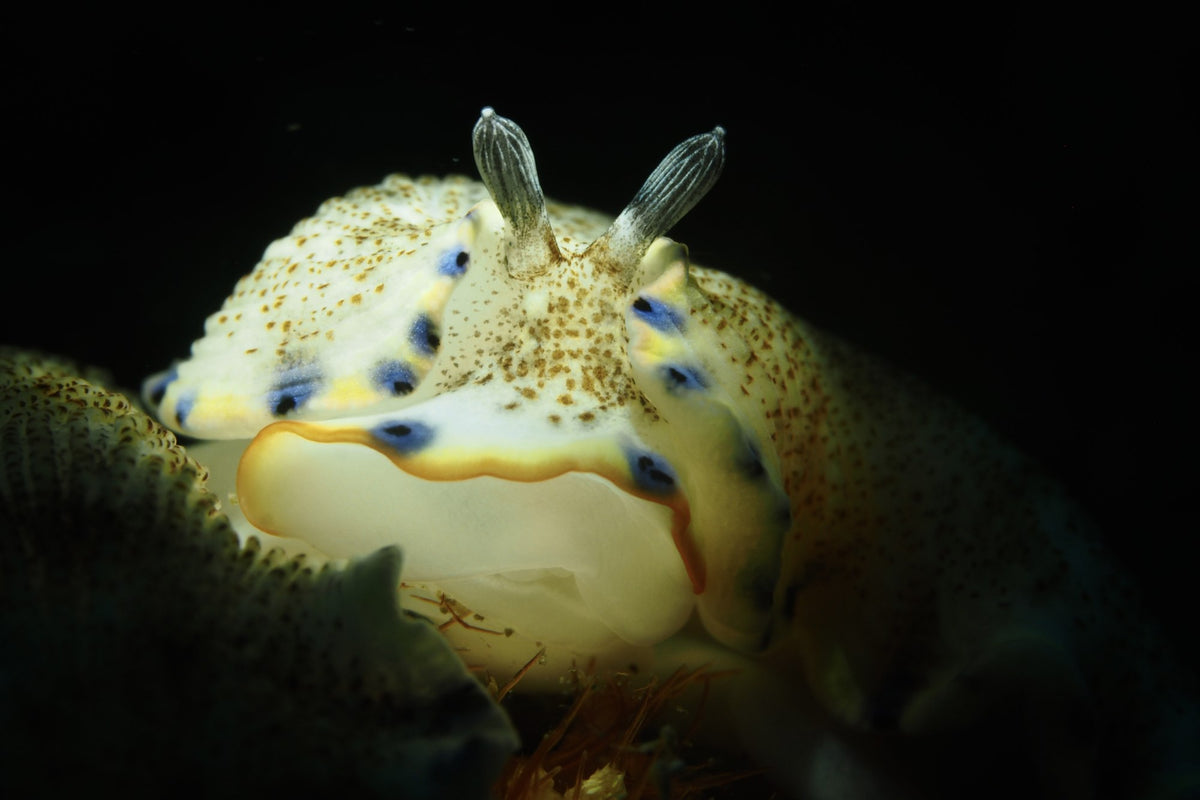 Pale nudibranch with blue markings photographed in Anilao
