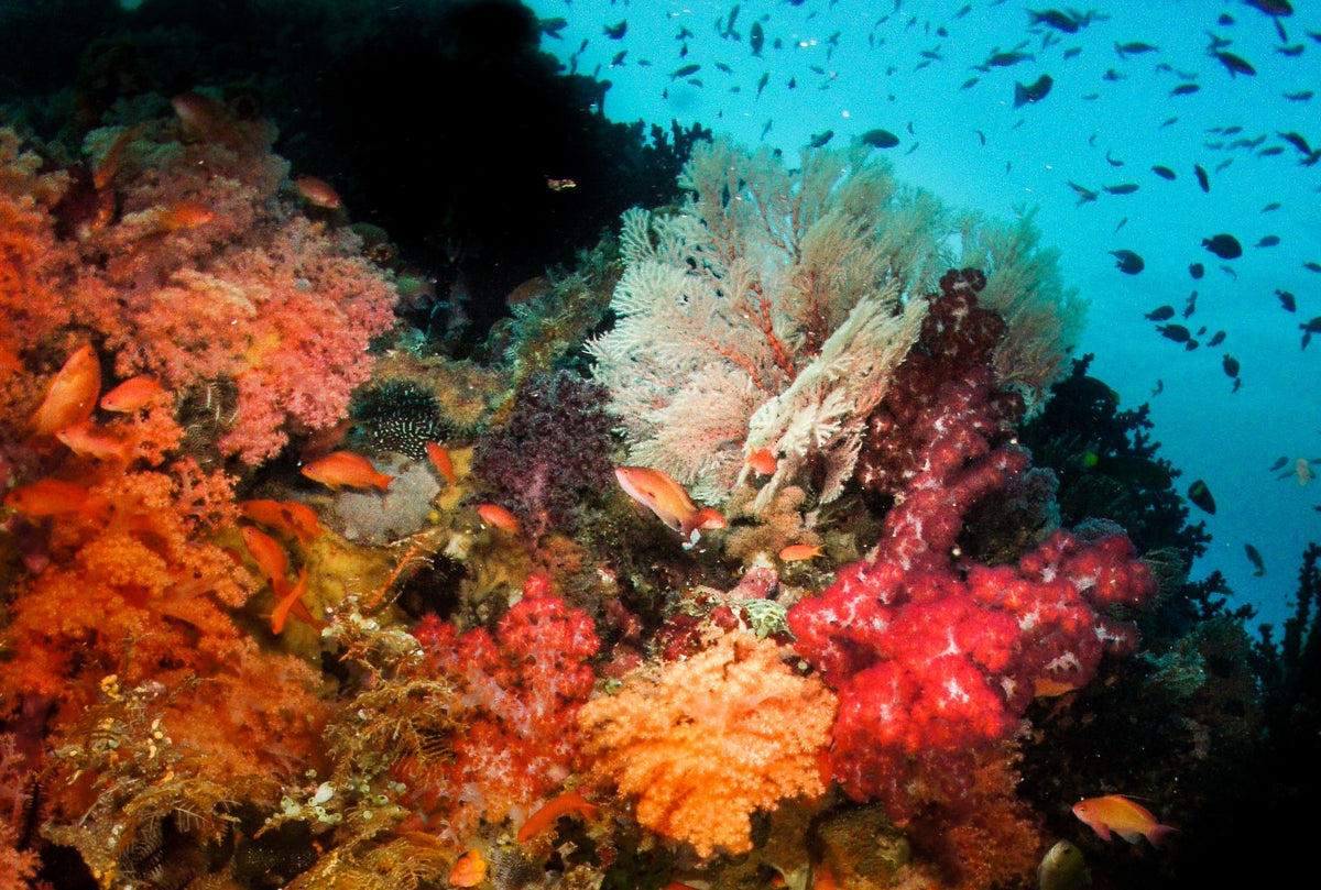 Luwuk & Banggai