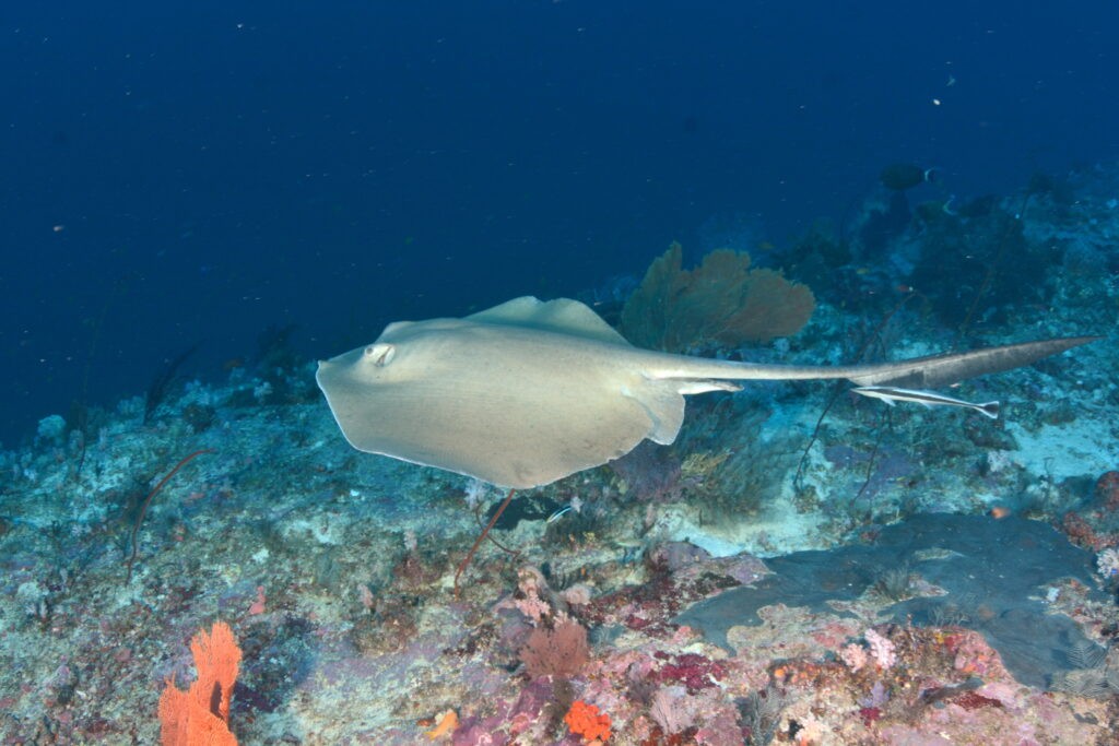 Derawan, Maratua, Sangalaki & Kakaban