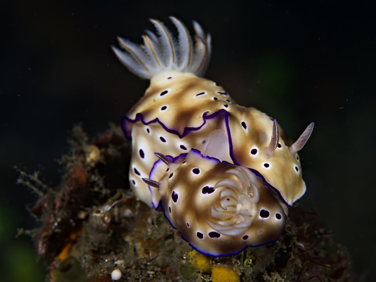 Lembeh Strait