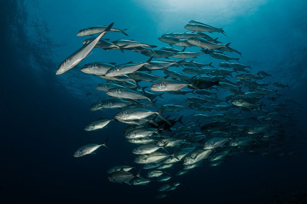 Raja Ampat