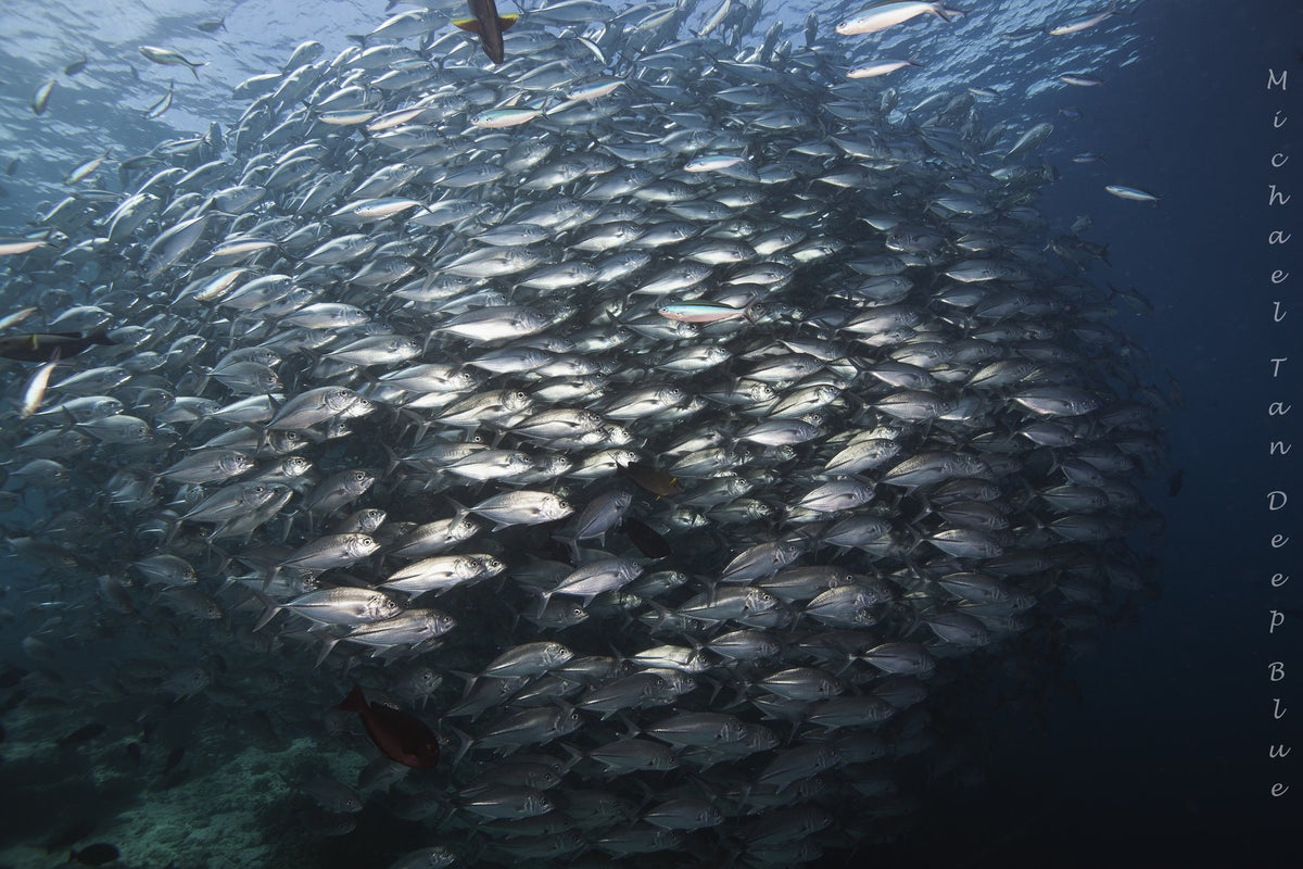Sipadan, Mabul & Kapalai