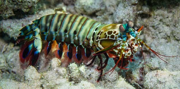 Wakatobi