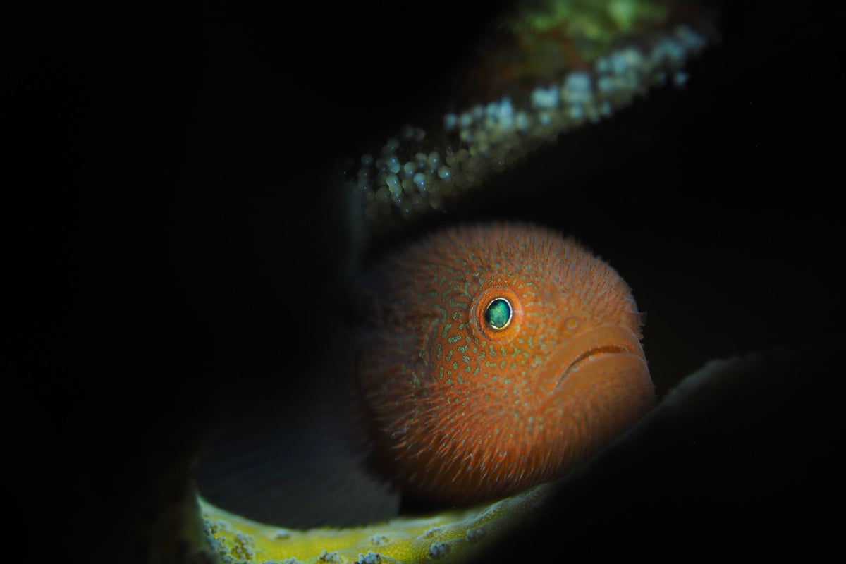 Small reef fish looking out from a shelter in Anilao