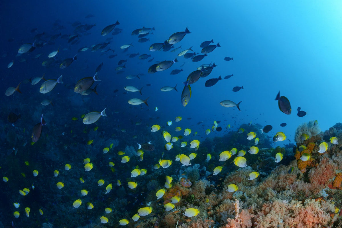 Luwuk & Banggai