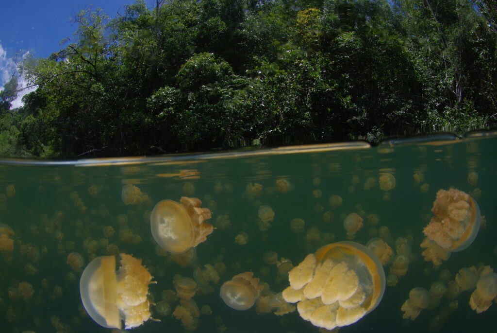 Derawan, Maratua, Sangalaki & Kakaban
