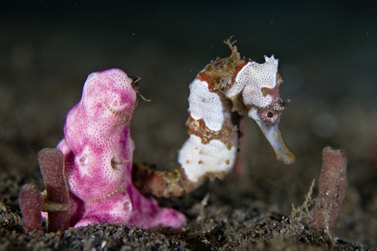 Lembeh Strait