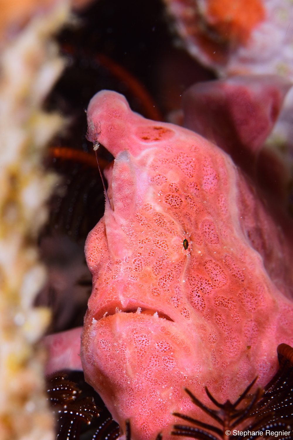 Luwuk & Banggai