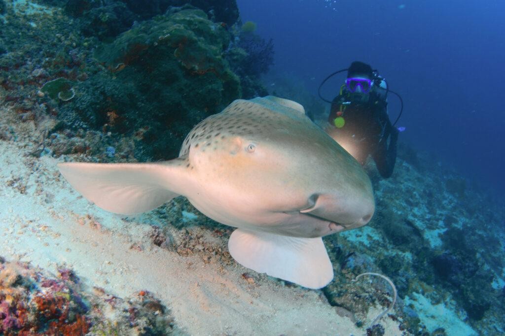 Derawan, Maratua, Sangalaki & Kakaban