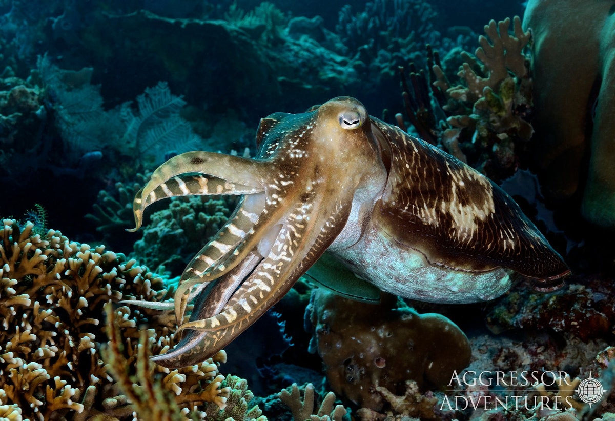 Komodo & Labuan Bajo