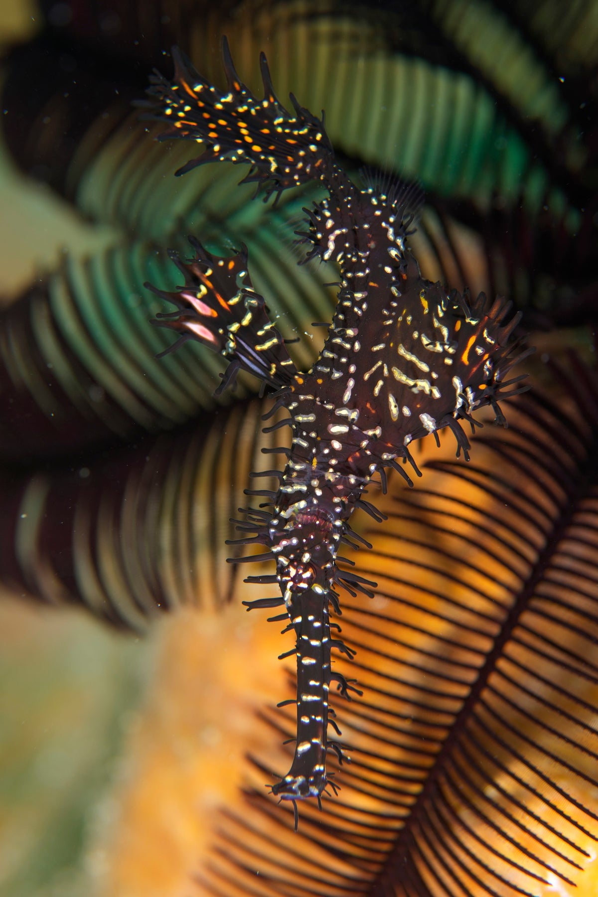 Lembeh Strait